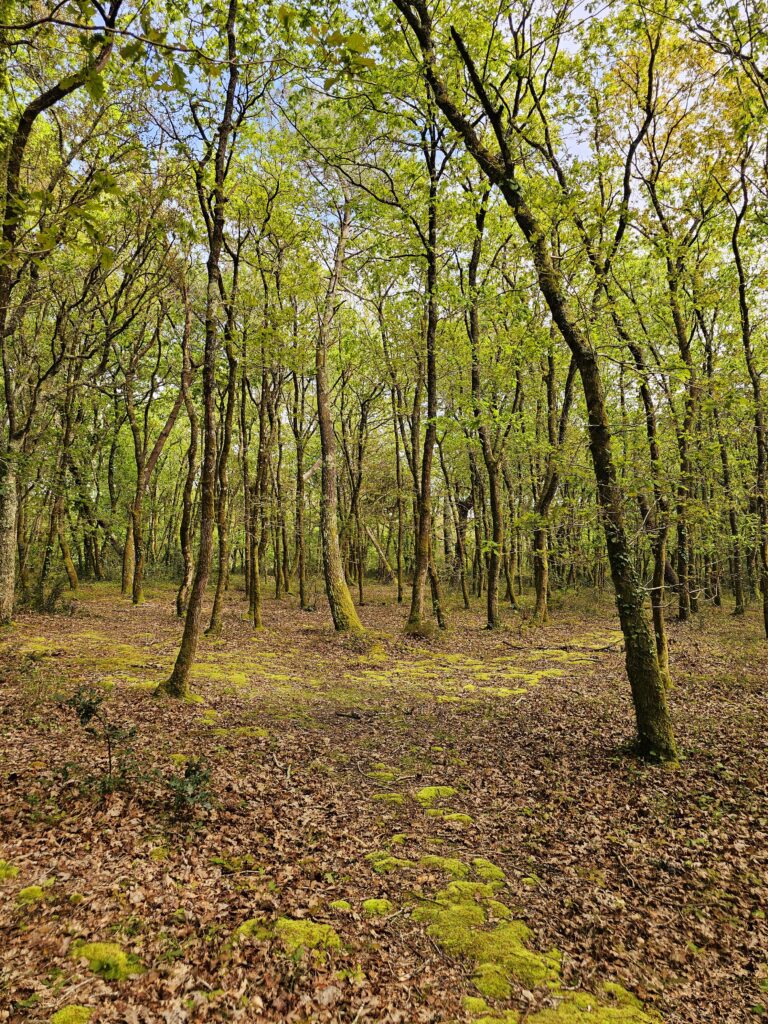 Clairiere Foret